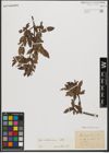 Foto von Salix waldsteiniana Willd.